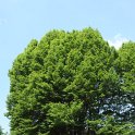 Carpinus betulus 'Fastigiata' silhouette